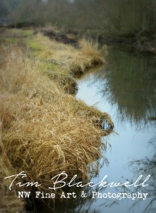 Willamette River Bank