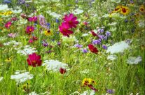 Wildflowers